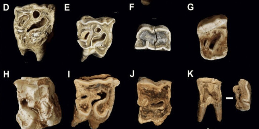 Neandertalci su koristili zube nosoroga kao čekiće za izradu kamenog oruđa