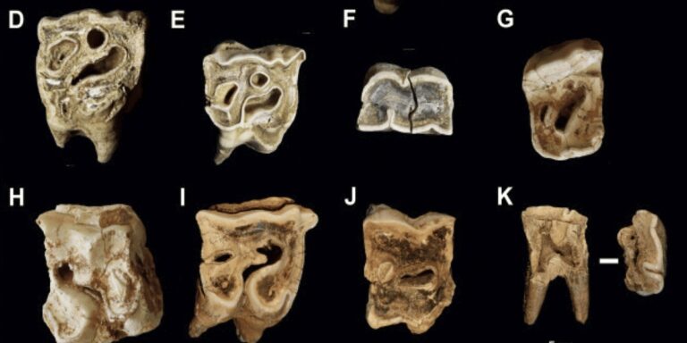 Neandertalci su koristili zube nosoroga kao čekiće za izradu kamenog oruđa