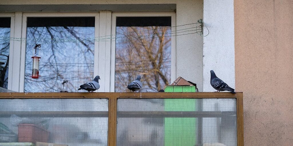 Jednostavni trikovi koje golubovi ne podnose