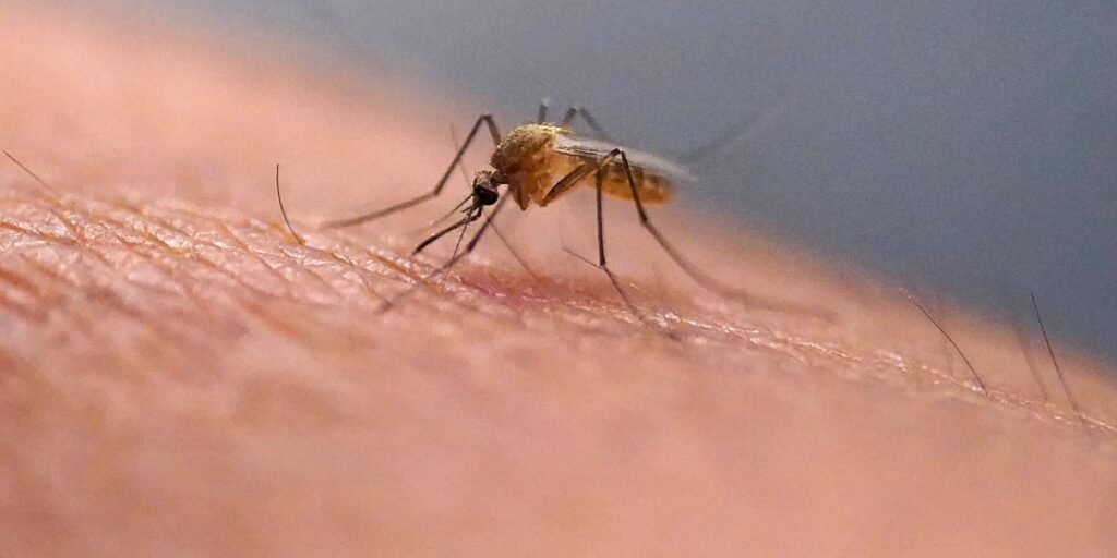 Naučnici objasnili zašto češanje nakon ujeda insekata pogoršava svrbež