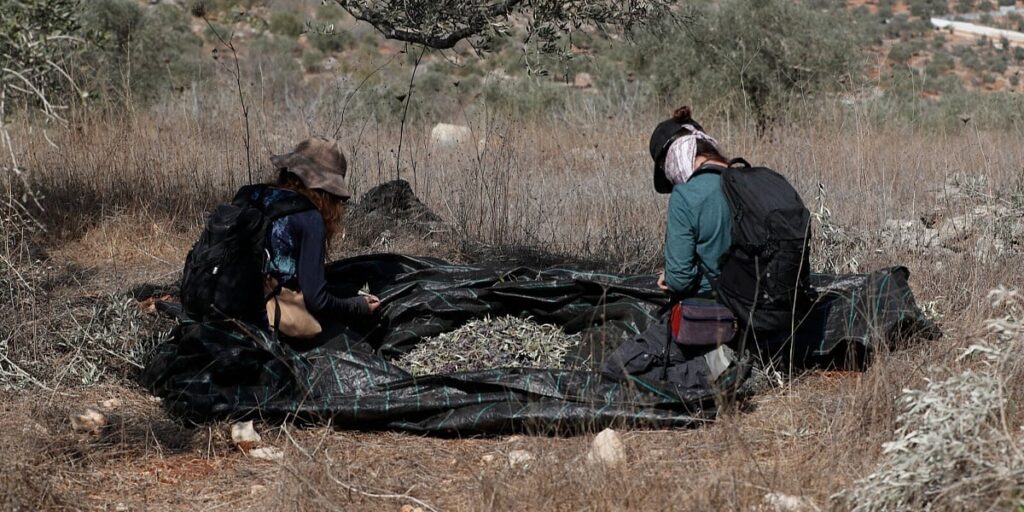 Izraelski buldožeri čupali stabla maslina u palestinskim selima pred berbu: Uništeno 300 dunuma zasada