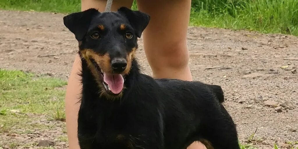 Potrebno im je mnogo aktivnosti i nadzor vlasnika