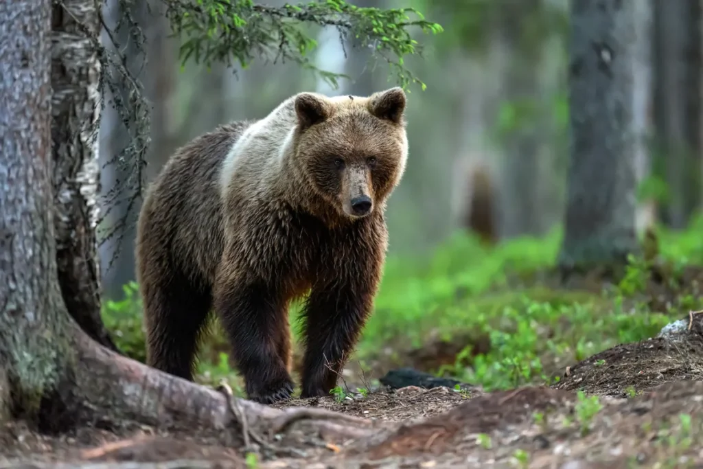 Profesor zoologije savjetuje kako da se ponašate u takvoj situaciji