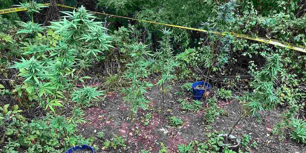 Krenuo u obilazak plantaže indijske konoplje pa ga uhvatila policija, uhapšen nakon pokušaja bijega