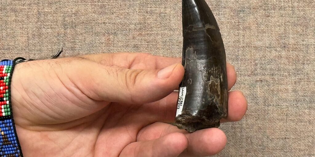 Naučnici utvrdili da je T. rex imao tjelesnu temperaturu sličnu temperaturi ljudi