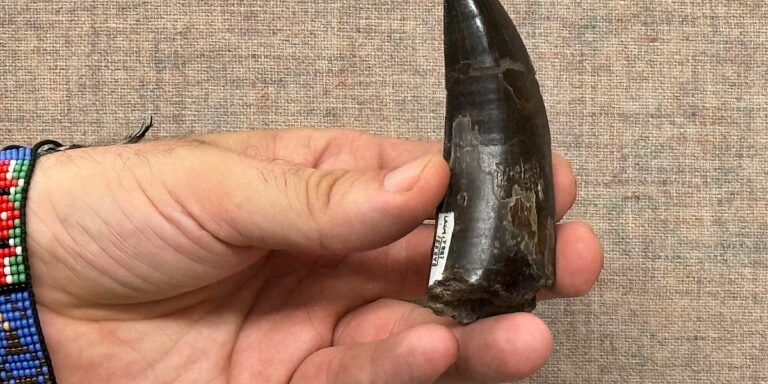 Naučnici utvrdili da je T. rex imao tjelesnu temperaturu sličnu temperaturi ljudi