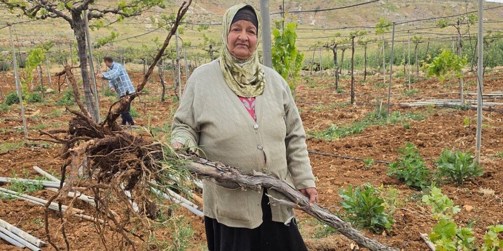 Izrael uništava hiljade stabala u palestinskim vinogradima kod Hebrona kako bi napravili cestu za doseljenike Izrael uništava hiljade stabala u palestinskim vinogradima kod Hebrona kako bi napravili cestu za doseljenike