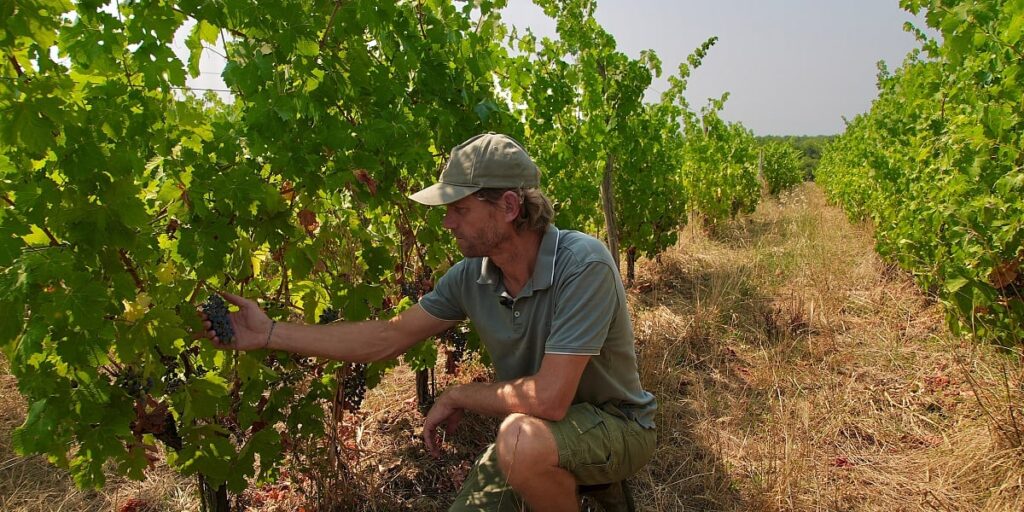 Veliki požari kod Bordeauxa pogodili vinsku industriju i turizam u Francuskoj