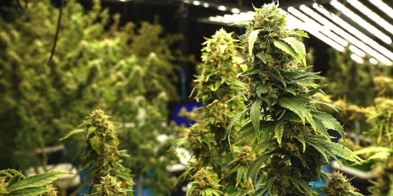Zaprijetio oružjem pa policiju doveo do plantaže marihuane