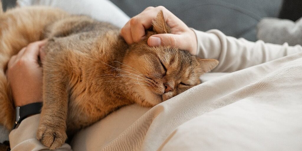 Zašto neke mačke vole spavati na vlasnicima Zašto neke mačke vole spavati na vlasnicima