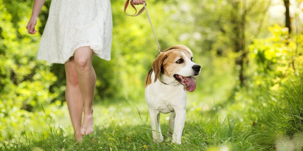 Kako prepoznati znakove opekotina od sunca kod vaših pasa Kako prepoznati znakove opekotina od sunca kod vaših pasa