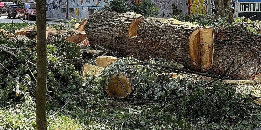 Po kojim kriterijima se odlučuje o sječi drveća Po kojim kriterijima se odlučuje o sječi drveća